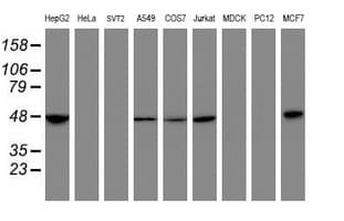 MRPS27 Antibody (clone OTI3D9)