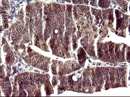 POLR3GL Antibody (clone OTI2F11, Carrier-free)