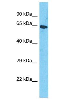 PRSS53 Antibody (aa496-545)