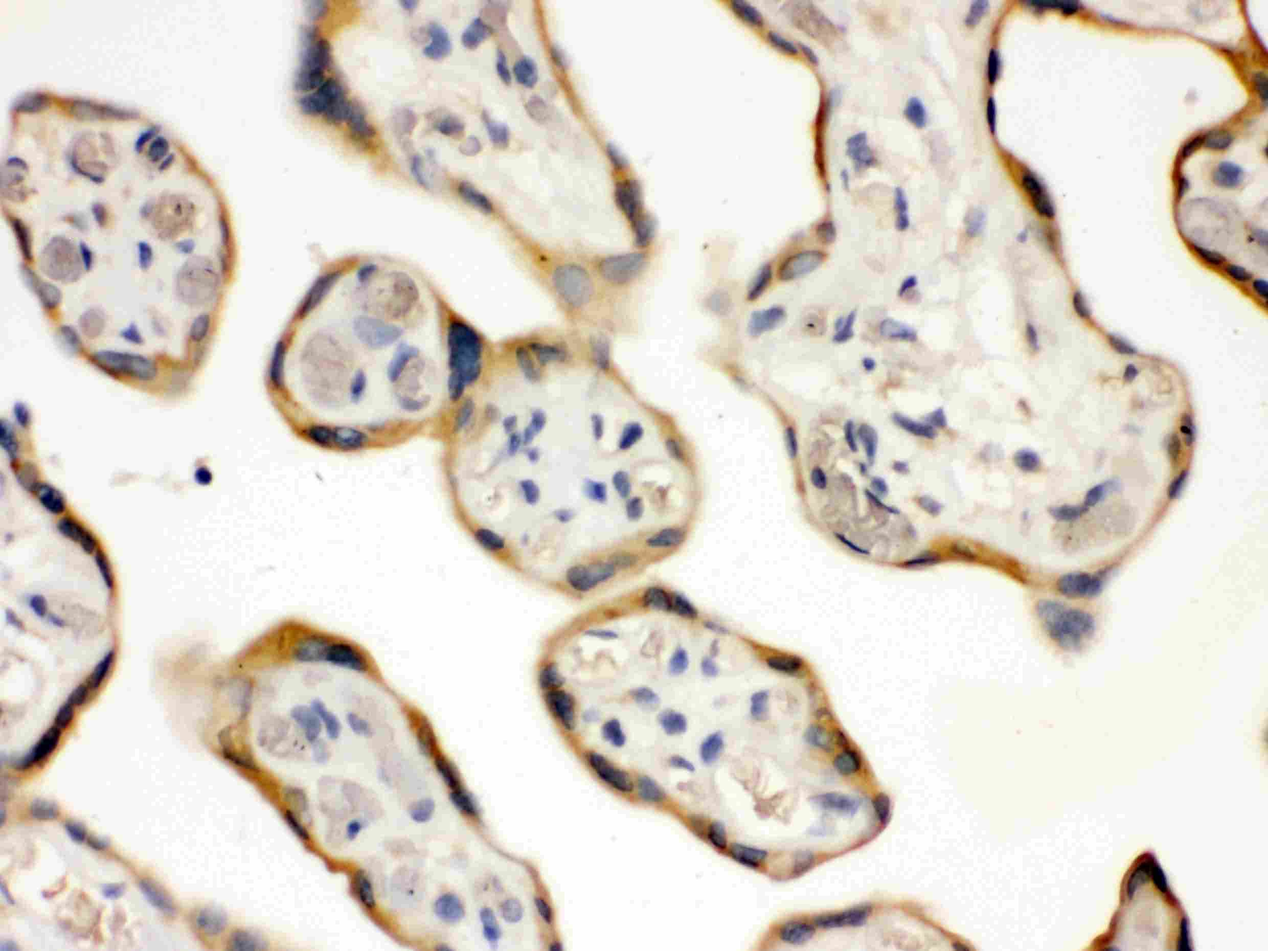 Polyclonal Rabbit anti-Human DDAH2 Antibody (IHC, WB)