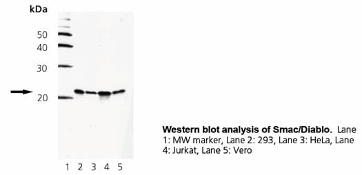 IHC-plus™ DIABLO / SMAC Antibody (clone 79-1-83)
