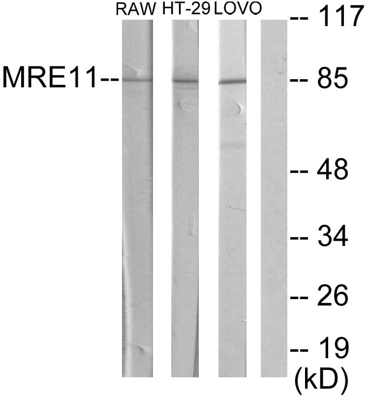 Polyclonal Rabbit anti-Human MRE11A / MRE11 Antibody (aa431-480, WB)