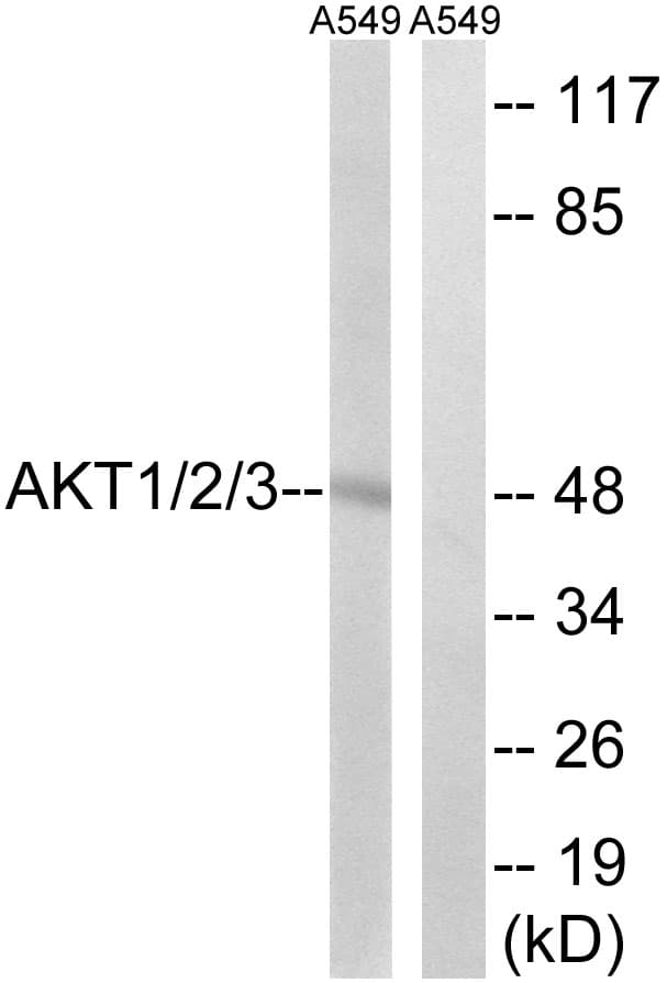 IHC-plus™ AKT1 + AKT2 + AKT3 Antibody (aa281-330)