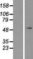 SPTLC1 / HSN1 Protein (Over-Expression Lysate Myc-DDK (Flag))