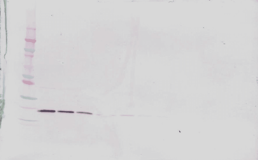 TNFSF14 / LIGHT Antibody