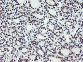 TASP / LANCL2 Antibody (clone OTI2A11)