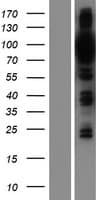 OSBPL9 Protein (Over-Expression Lysate Myc-DDK (Flag))
