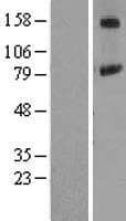 PIGN Protein (Over-Expression Lysate Myc-DDK (Flag))