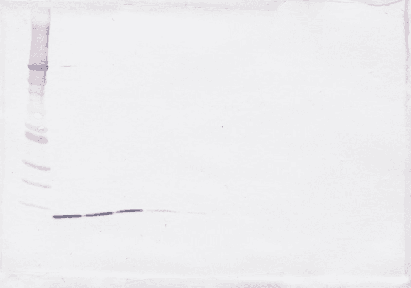 TGFB3 / TGF Beta3 Antibody (Biotin)