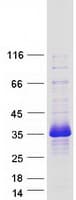 Human TMEM221 Protein (Recombinant Myc-DDK (Flag))