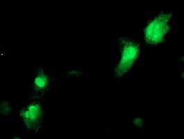 NANP Antibody (clone OTI2C2)