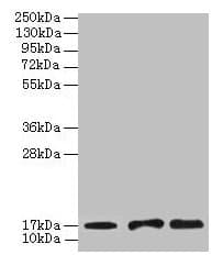 UBE2D1 / UBCH5 Antibody