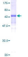 Human OBFC1 Protein (Recombinant GST)