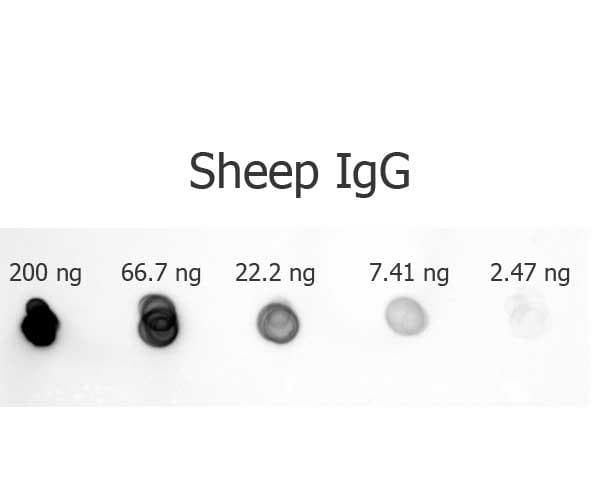 Rabbit Anti-Sheep IgG Secondary Antibody (AP)