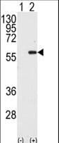 STK4 Antibody (aa385-415)