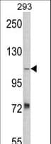 AASS / LKR / SDH Antibody (aa264-294)