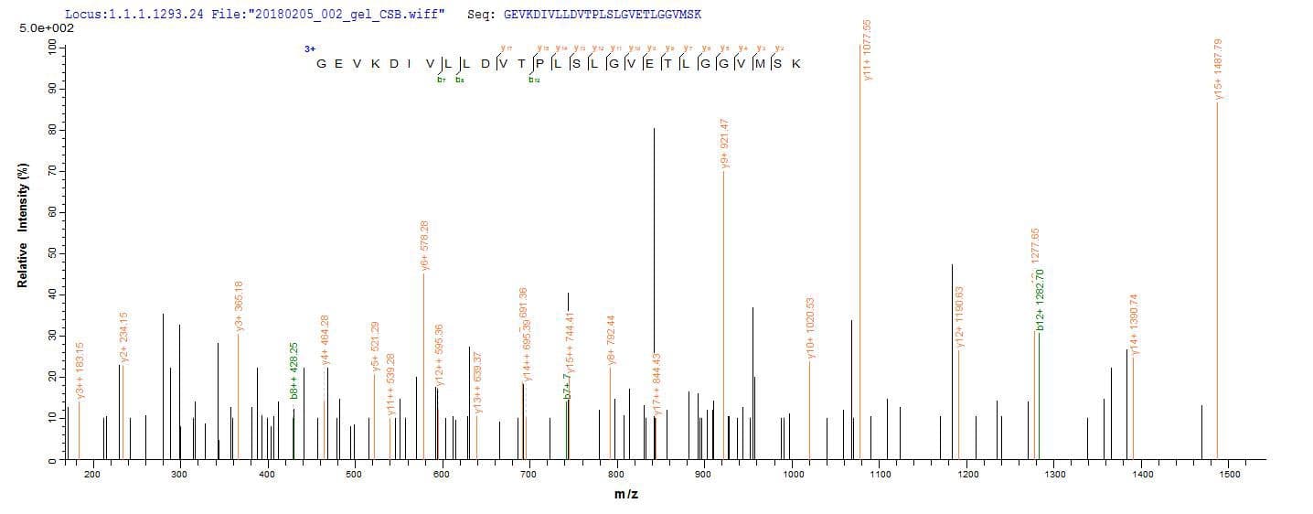 Cyanophora paradoxa dnaK Protein (Recombinant 10His, N-terminus + Myc, C-terminus)