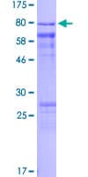 Human CDC25A Protein (Recombinant GST)
