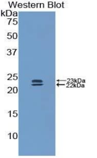 BMP1 Antibody (aa856-982)