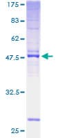Human TMEM187 Protein (Recombinant GST)