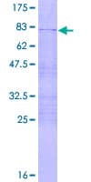 Human ZBTB12 / G10 Protein (Recombinant GST)