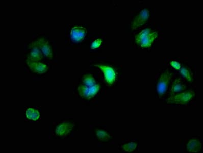 MYH14 Antibody