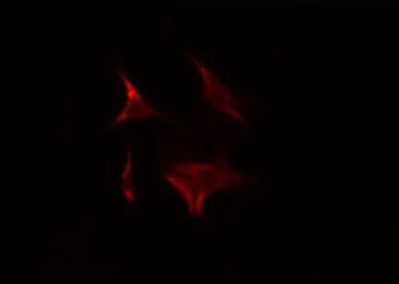 NDUFA9 Antibody