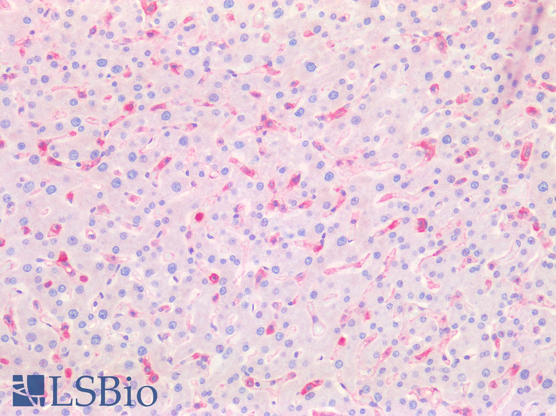 PathPlus™ CD33 Antibody (aa42-159, clone 44M12D3)