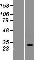 FAM110A Protein (Over-Expression Lysate Myc-DDK (Flag))
