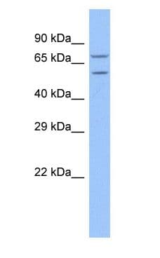 TRAP1 / HSP75 Antibody (aa37-86)