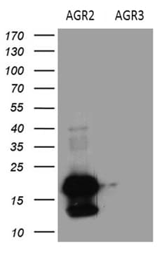 AGR2 Antibody (aa21-175, clone OTI3B5, Carrier-free)