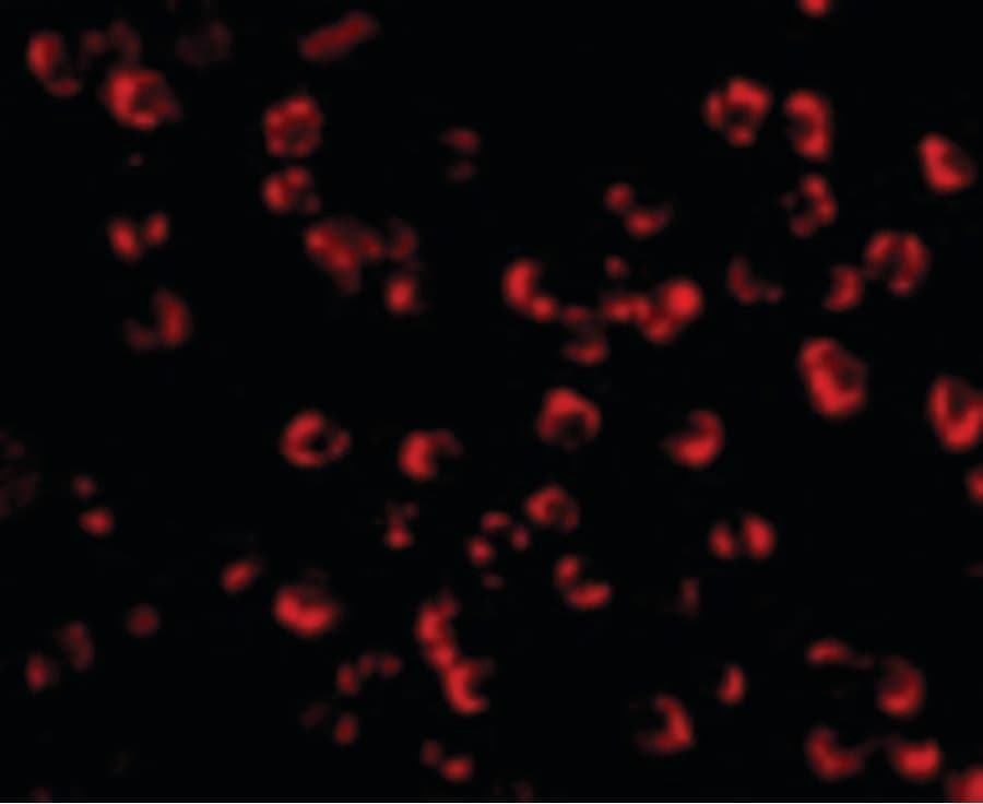 IHC-plus™ Polyclonal Rabbit anti-Human PAK7/PAK5 Antibody (IHC, IF, WB)