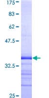 Human KCNA3 / Kv1.3 Protein (Recombinant GST, N-terminus)