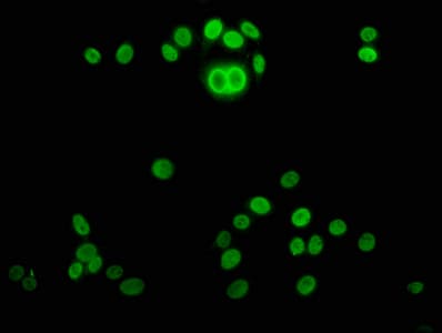 Polyclonal Rabbit anti-Human HIST1H4I Antibody (IF, WB)