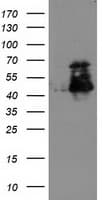 Monoclonal Mouse anti-Human ELK3 / NET Antibody (clone OTI3D9, IF, WB)