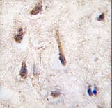 ERAS Antibody (aa51-81)