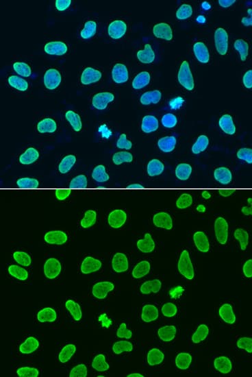 Histone H4 Antibody