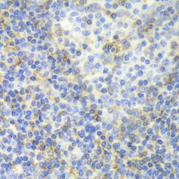 ZAP70 Antibody