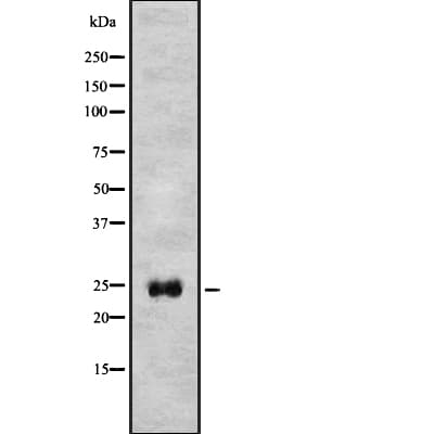 ATG10 Antibody