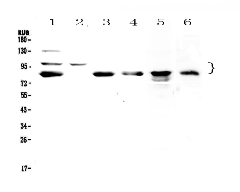 Polyclonal Rabbit anti-Human TPX2 Antibody (aa15-93, WB)