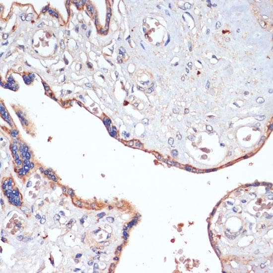 CD47 Antibody