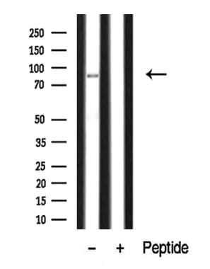 SIK1 / MSK Antibody
