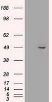 GFAP Antibody (clone OTI4C10)