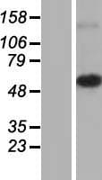 MRPS30 Protein (Over-Expression Lysate Myc-DDK (Flag))