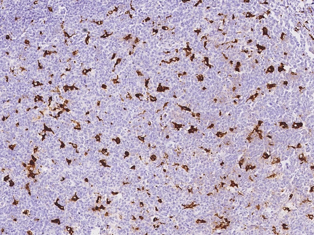 CD68 Antibody (Preservative Free)
