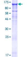 Human IQUB Protein (Recombinant GST)