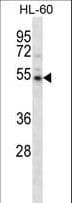 CAMKV Antibody (aa46-73)