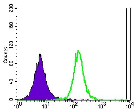 ATXN1 / SCA1 Antibody (clone 2F5)