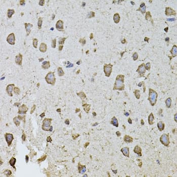 FGF2 / Basic FGF Antibody
