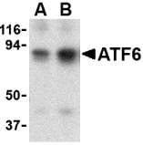 IHC-plus™ ATF6 Antibody